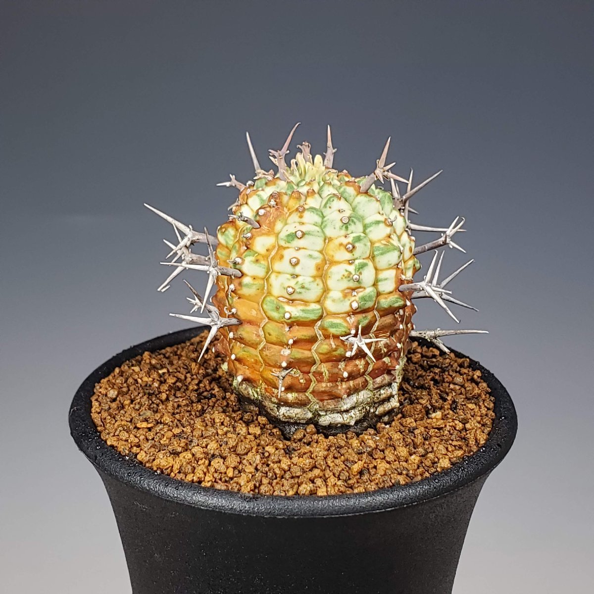 ユーフォルビア ステリスピナ 群星冠 Euphorbia Stellispina 園芸