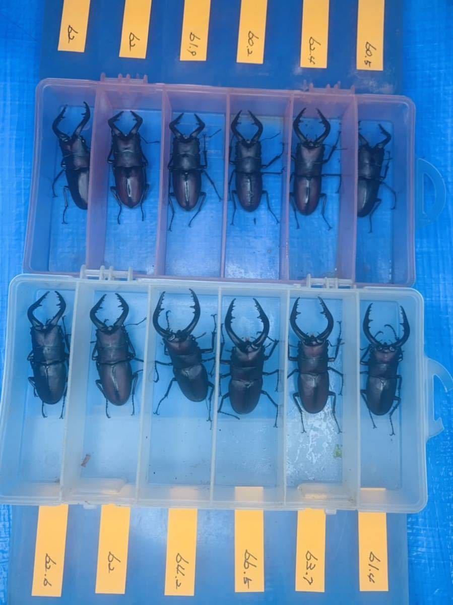 RYOBI SUPER TROLLING 七島　泳がせ　船竿　20LB-210 ★ 41F45-6