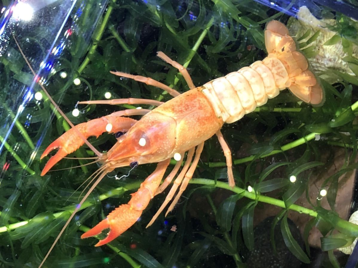 アメリカザリガニ オレンジ色のクリア メス 8センチくらい バリバリセメント腺 アナカリス 36 その他 売買されたオークション情報 Yahooの商品情報をアーカイブ公開 オークファン Aucfan Com アメリカザリガニ オレンジ色のクリア メス 8センチくらい バリバリセメント腺 アナカリス 36 その他 売買されたオークション情報 Yahooの商品情報をアーカイブ公開 オークファン Aucfan Com