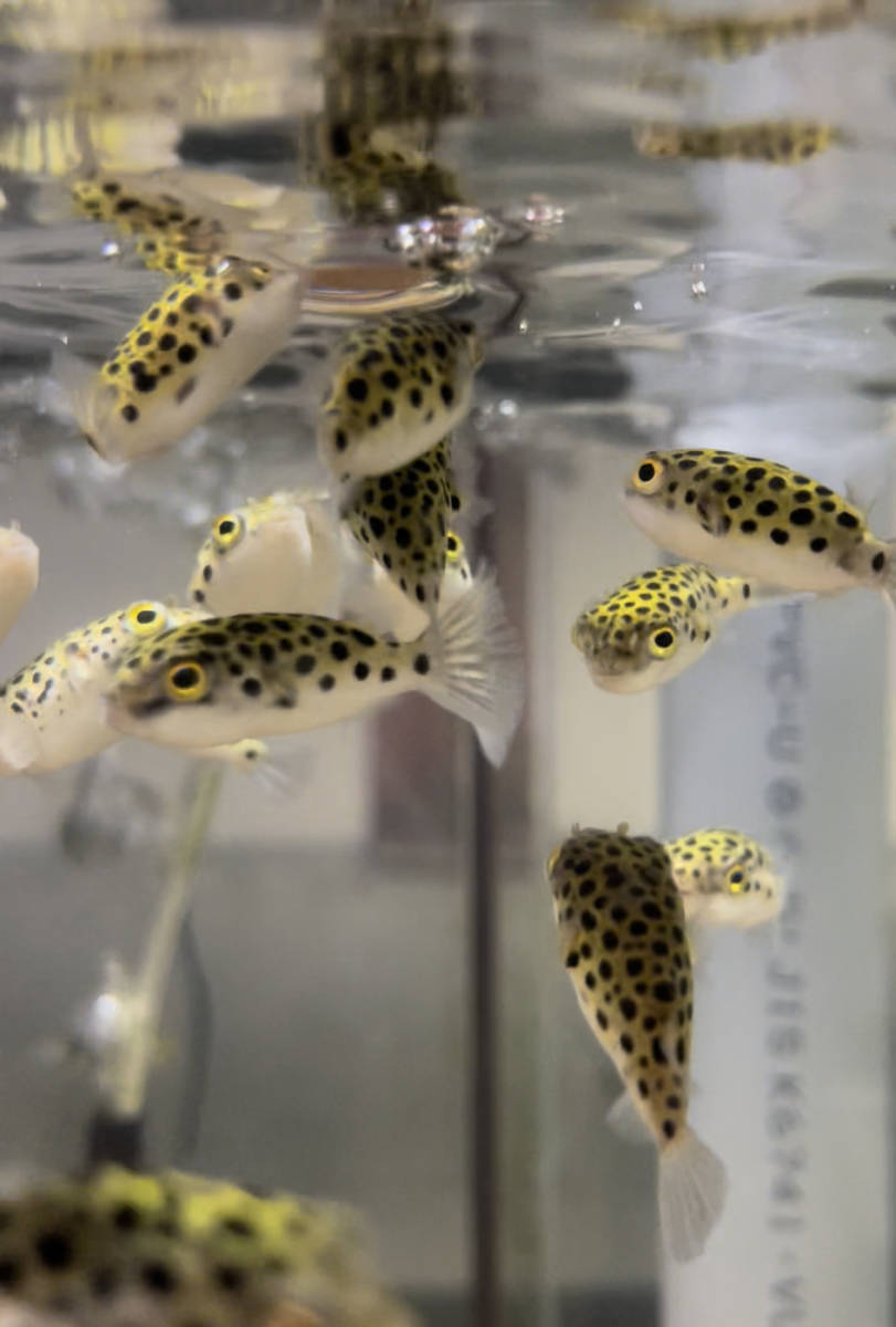 ミドリフグの値段と価格推移は 17件の売買情報を集計したミドリフグの価格や価値の推移データを公開