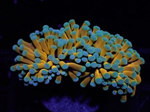 マルチゴールド 激レア ハードコーラル多数出品 アクアショップ蒼空 ツツマルハナサンゴ Mussgo Com Co