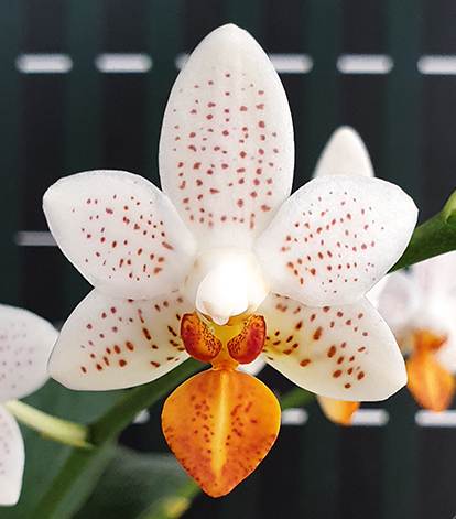 Mini Phal. Mark Orchids ファレノプシス Roehampton ピンクセット