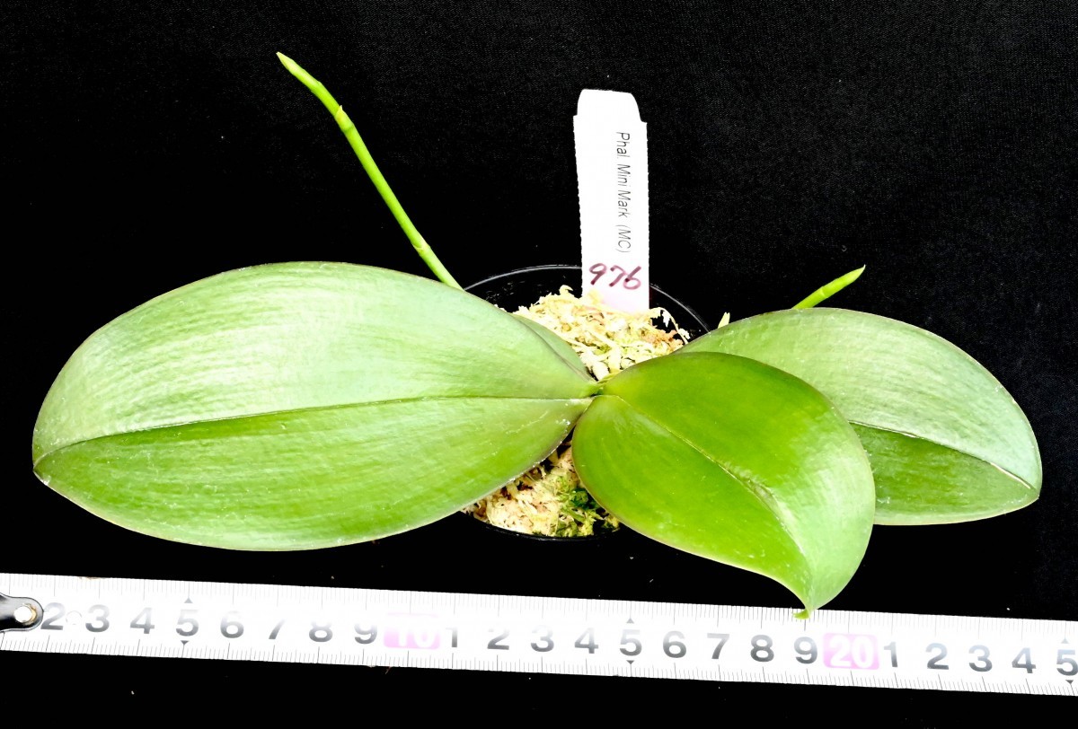 Mini Phal. Mark Orchids ファレノプシス Roehampton ピンクセット