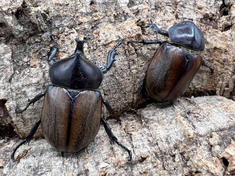 フンボルトヒナカブト ペア ♂51mm ペルー産 特大 フンボルトヒナ