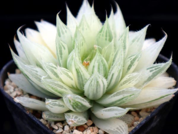 ハオルチア 糊斑 糊斑のハオルチア(白蛇伝・白銀の露など)の購入時の