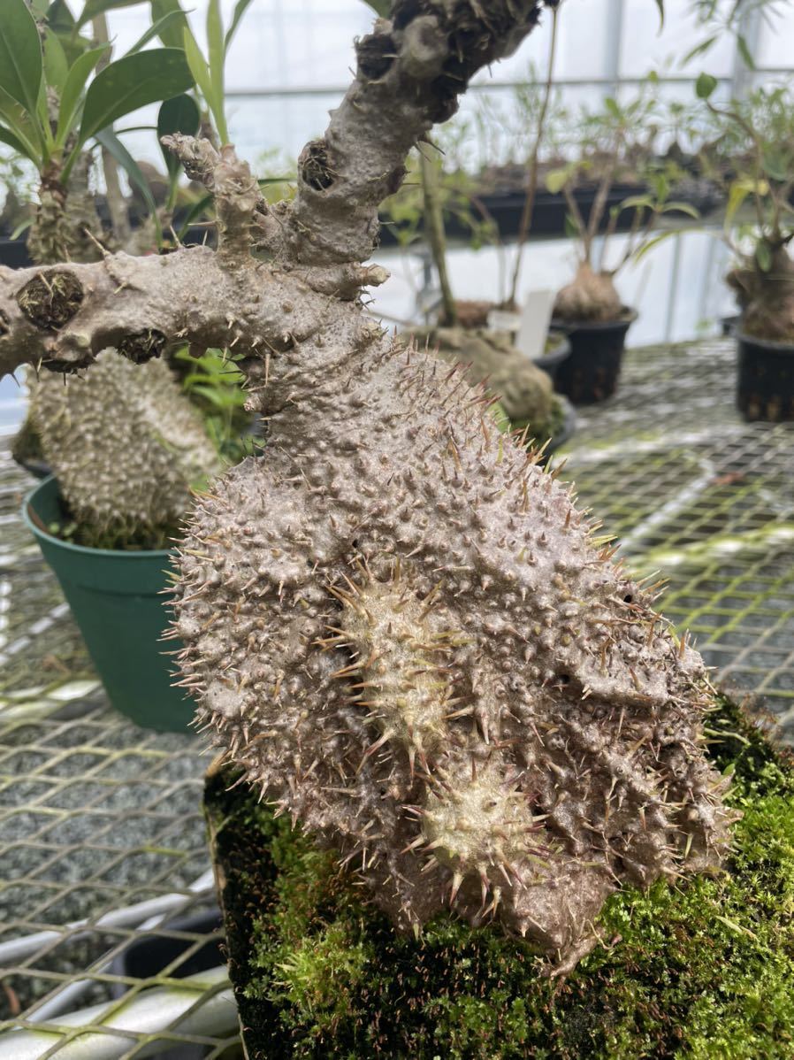 Myrmecodia tuberosa. Papuana 実生 アリ植物 ミルメコディア