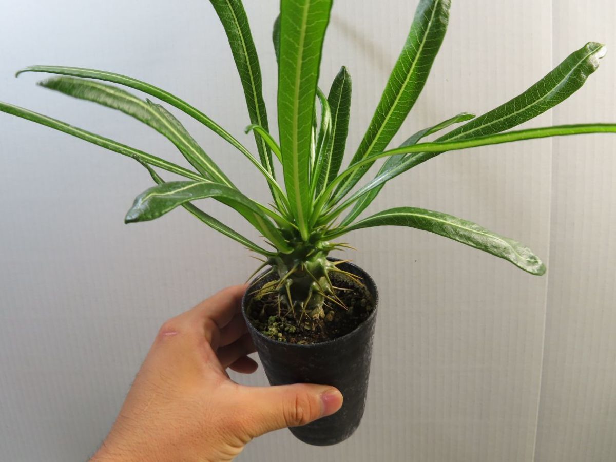 限定SALE，お買い得 キ704 実生 パキポディウム アンボンゲンセ 塊根植物 有望株 種から発芽 発根 Pachypodium(観葉植物)｜売買されたオークション情報、yahooの商品情報をアーカイブ公開 - オークファン その他
