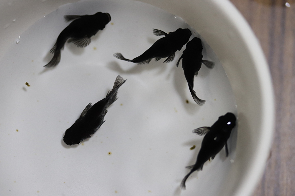【めだか】 オロチダルマの稚魚 (浜松 二橋養魚場産) 10匹セット-6