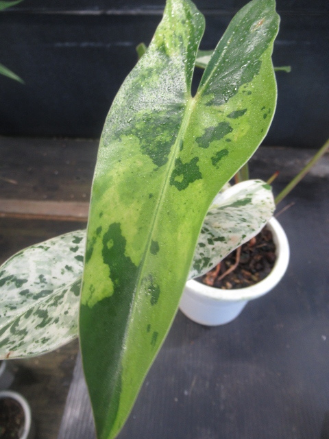 【確認用】フィロデンドロン イルセマニー フィロデンドロン イルセマニー極麗斑 最上級斑個体 (Philodendron