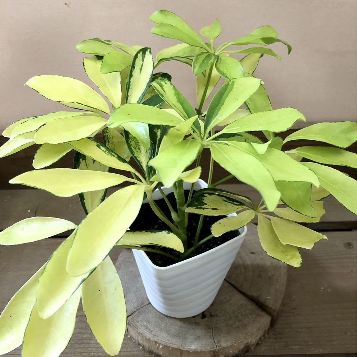 高品質の人気 観葉植物 珍しい シェフレラ ゴールドリーフ H155cm 10号鉢 白 管理説明書 受皿付き 肥料小袋プレゼント Fucoa Cl