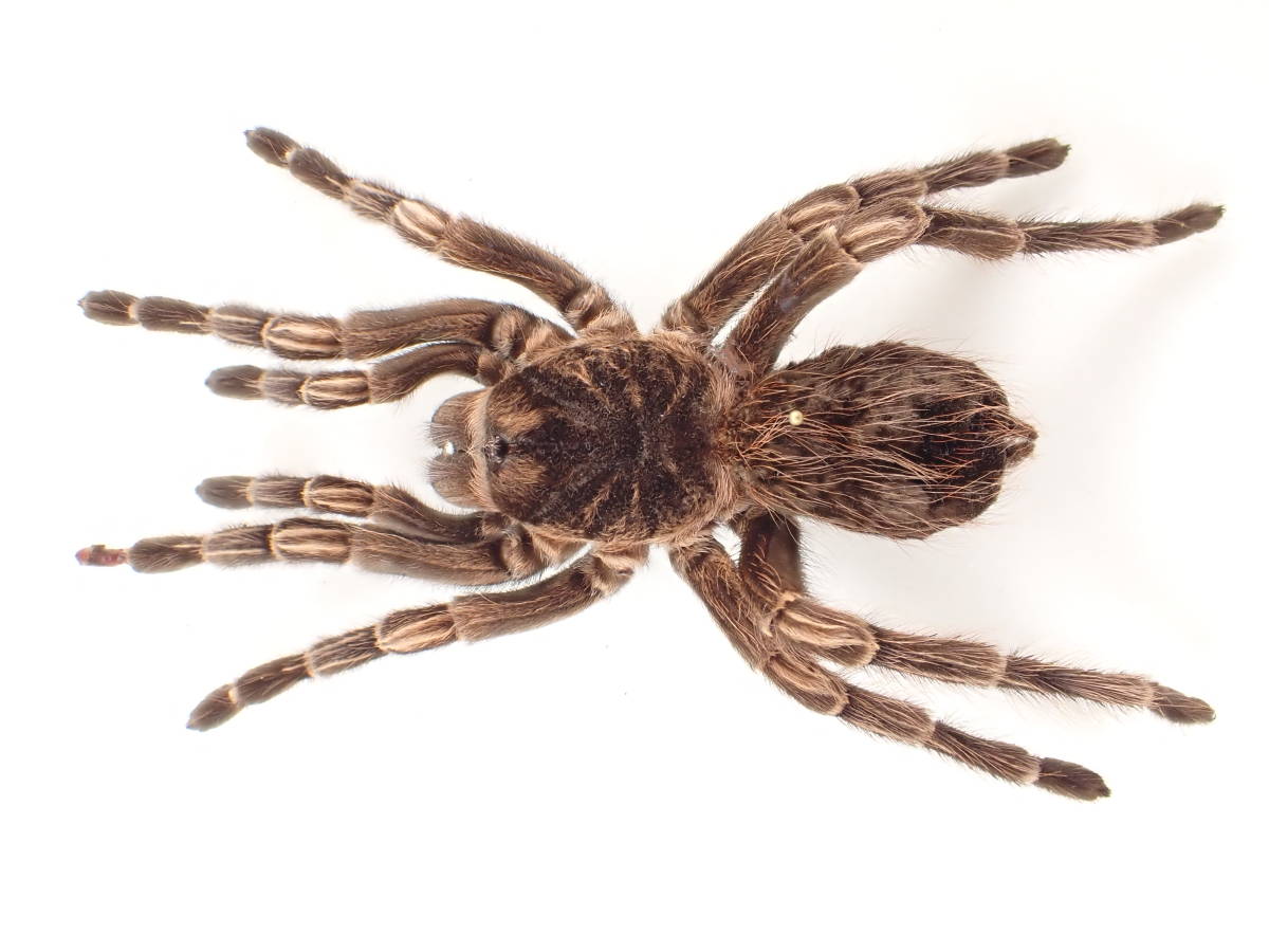 節足02 オオツチグモ科 タランチュラ 大型種 オレンジバンデッド バードイーター ペルー産 虫類 売買されたオークション情報 Yahooの商品情報をアーカイブ公開 オークファン Aucfan Com