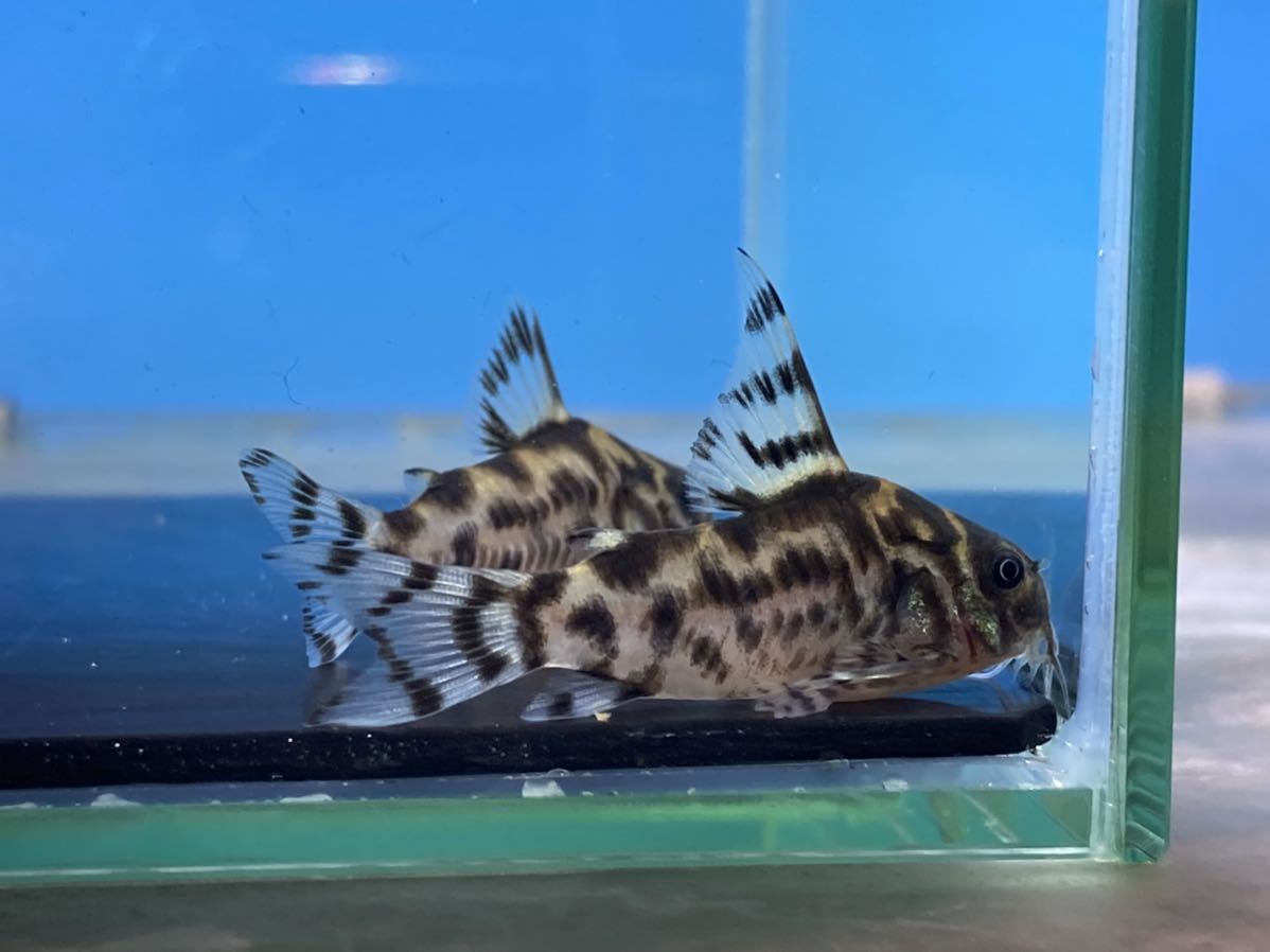 ゼブリーナCW111 2ペア 合計4匹