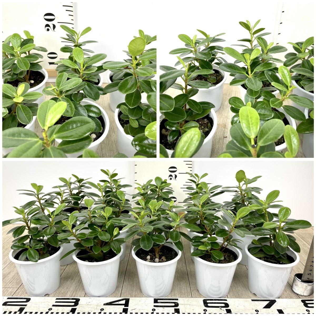 パンダガジュマルの値段と価格推移は 46件の売買情報を集計したパンダガジュマルの価格や価値の推移データを公開