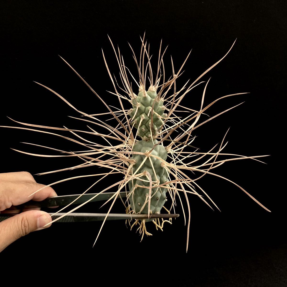 σ テフロカクタス 夜の弥撒 (槍騎兵) 選抜個体 Tephrocactus
