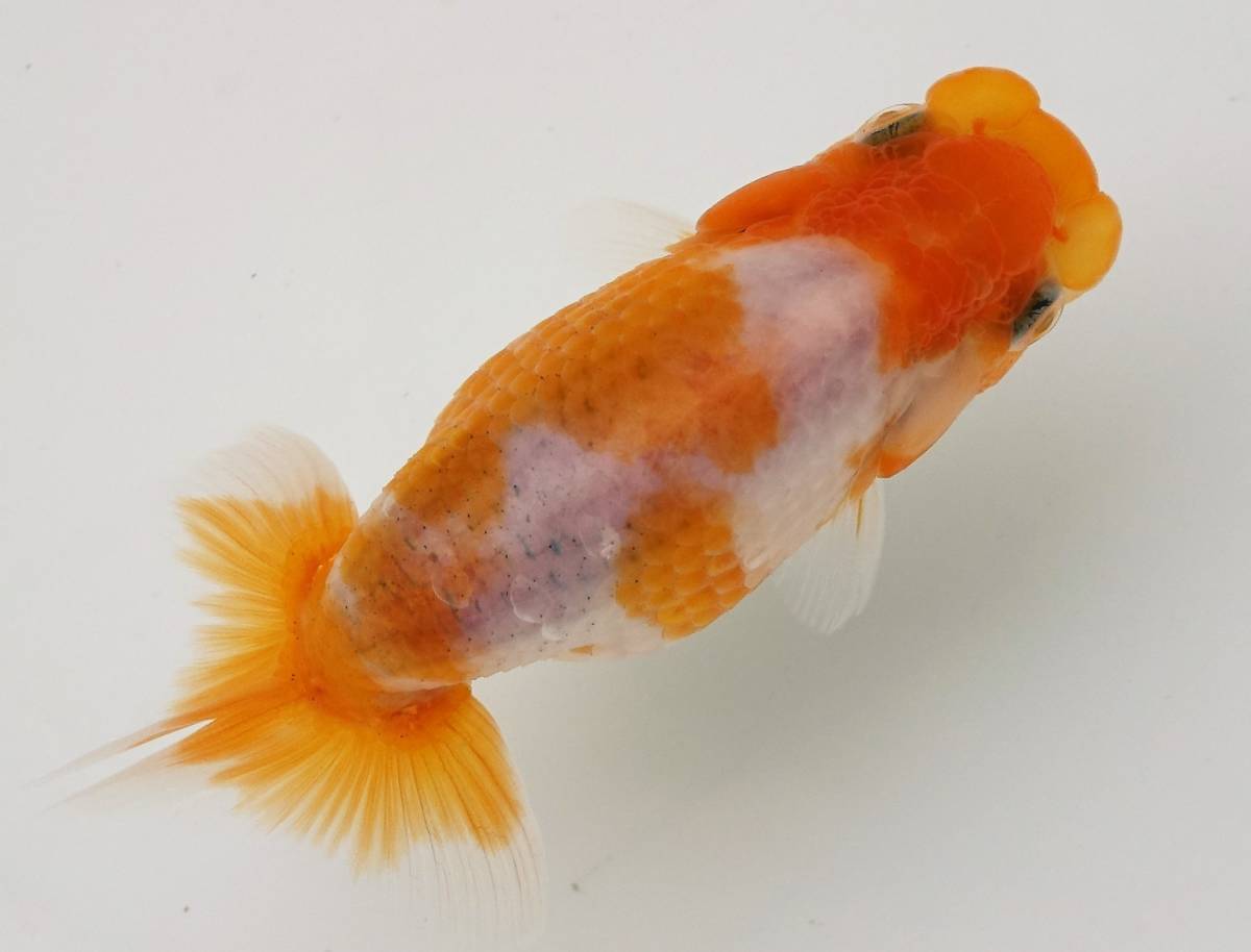 F R F 】】 ☆優良系統☆ 自家産当歳 桜錦 4つ尾 ⑦ ペット、生き物