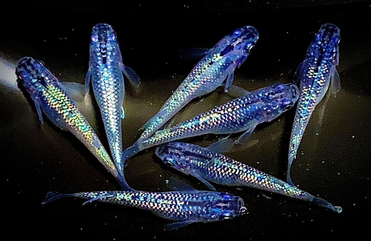 黒ラメ レインボーラメ めだか 有精卵100個以上 めだか 売買されたオークション情報 Yahooの商品情報をアーカイブ公開 オークファン Aucfan Com