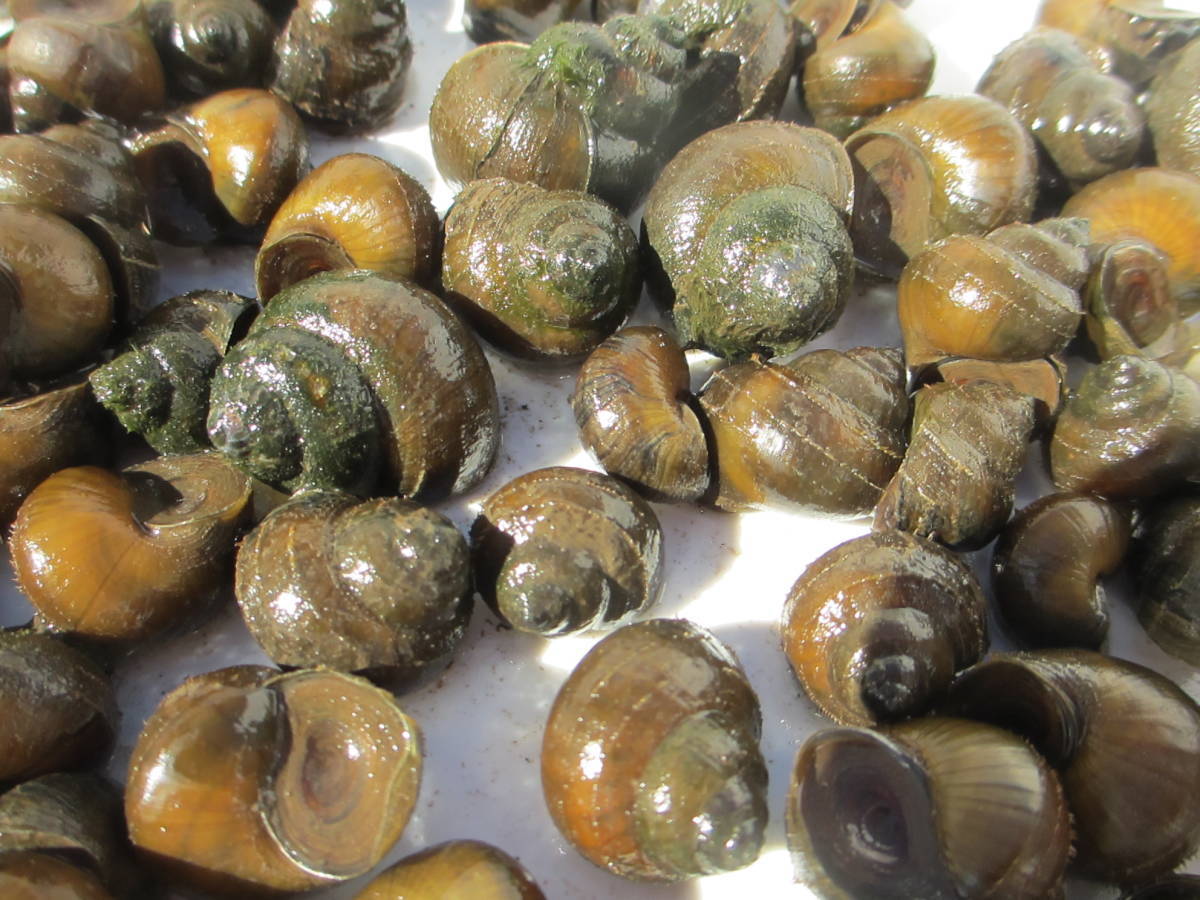 ヒメタニシ ４0個 ５個 格安 1番安い カワニナ カラス貝 タニシ コケ取り 自然採取 石巻貝 ジャンボ 大小 その他 売買されたオークション情報 Yahooの商品情報をアーカイブ公開 オークファン Aucfan Com