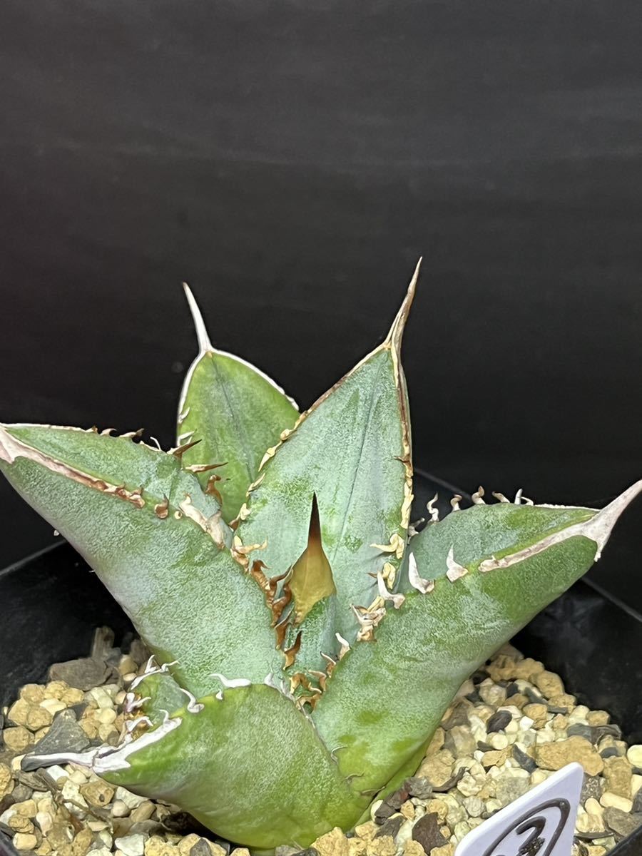 アガベ アメリカーナ メディオピクタアルバ 華厳 親株 耐寒性-10℃ 植物 アガベ アメリカーナ メディオピクタアルバ 華厳 親株 耐寒性-10℃ 植物