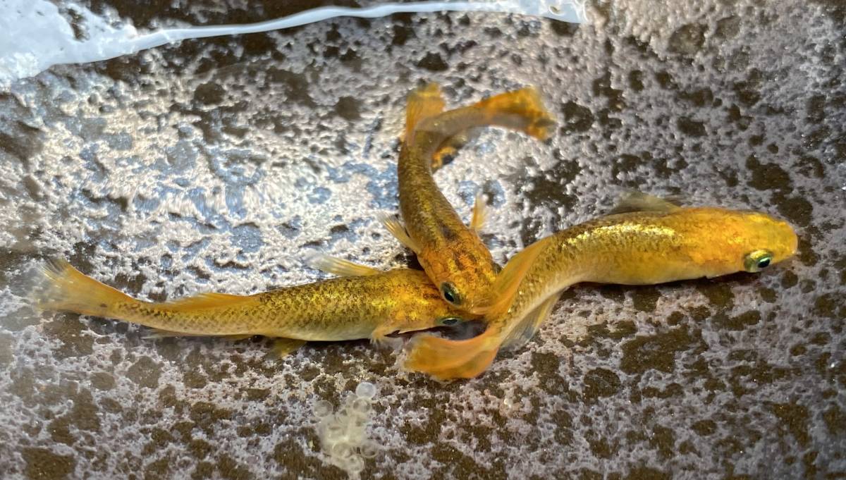 レモンスカッシュの稚魚 メダカ 【公式通販】