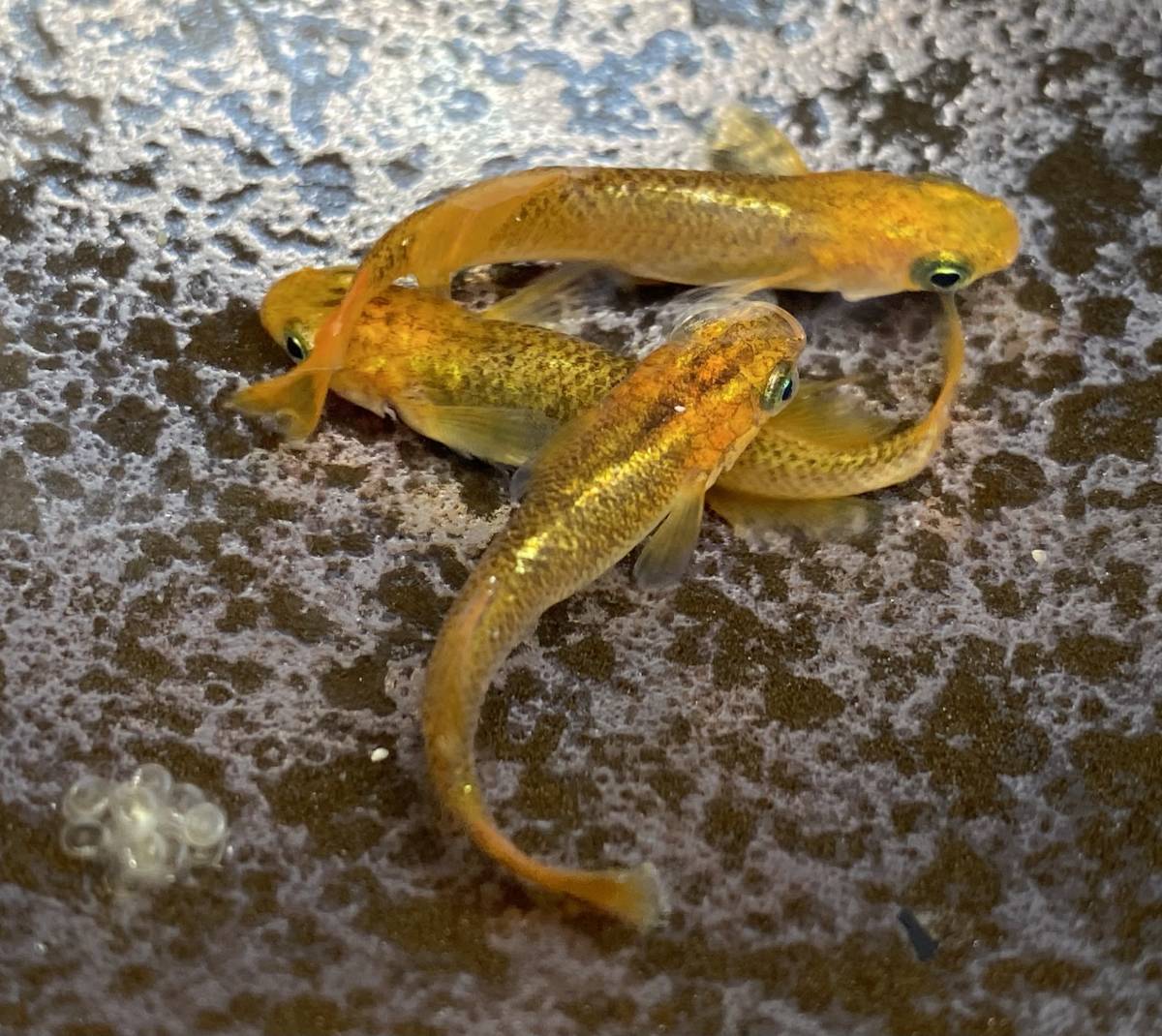 レモンスカッシュの稚魚 メダカ 【公式通販】