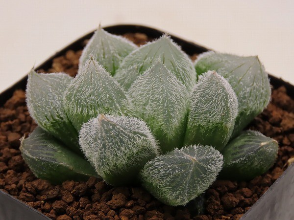 □巨大ベヌスタ 九尾弧 国内TC苗 【多肉植物 Haworthia ハオルチア
