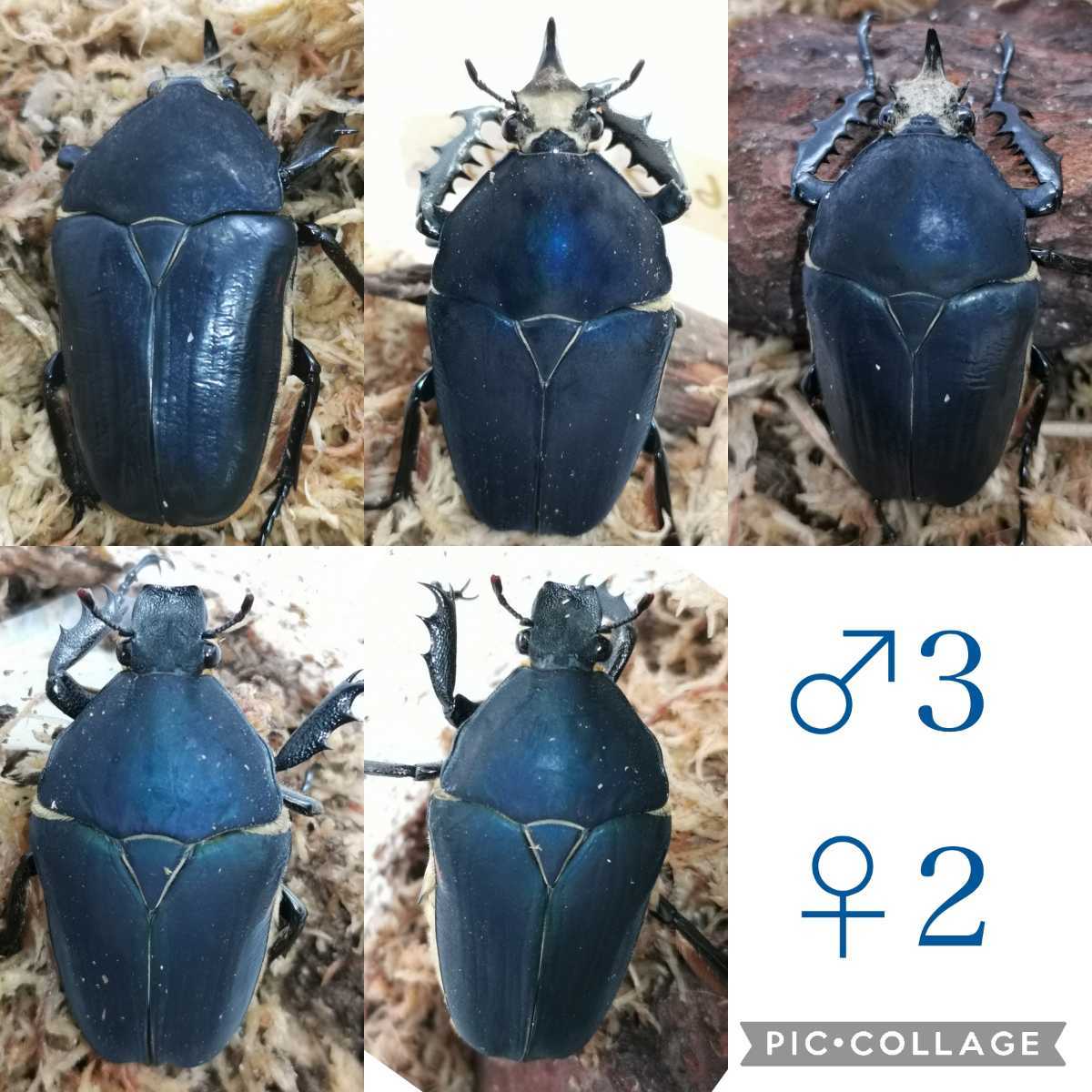 即ブリ】ウガンダオオツノハナムグリ♂3♀2(虫類)｜売買された
