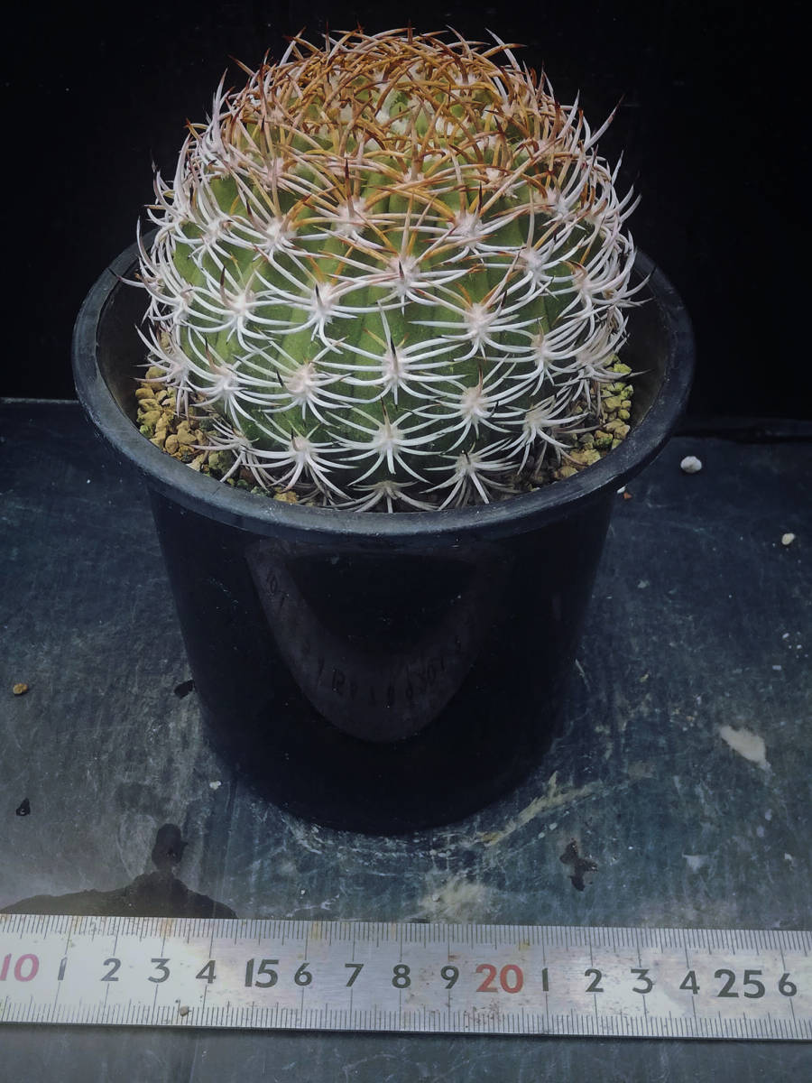 15 エリオシケ メガカルパ Eiosyce megacarpa 6167 輸入種子の実生接ぎ