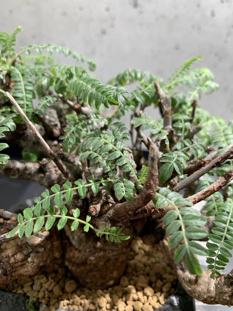 ボスウェリア ネグレクタ×N/OH（ノウ） 盆栽仕立て 現地球 発根済み  