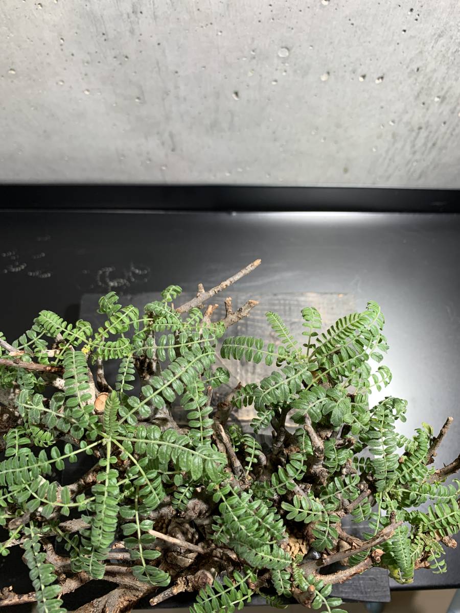 ボスウェリア ネグレクタ×N/OH（ノウ） 盆栽仕立て 現地球 発根済み  