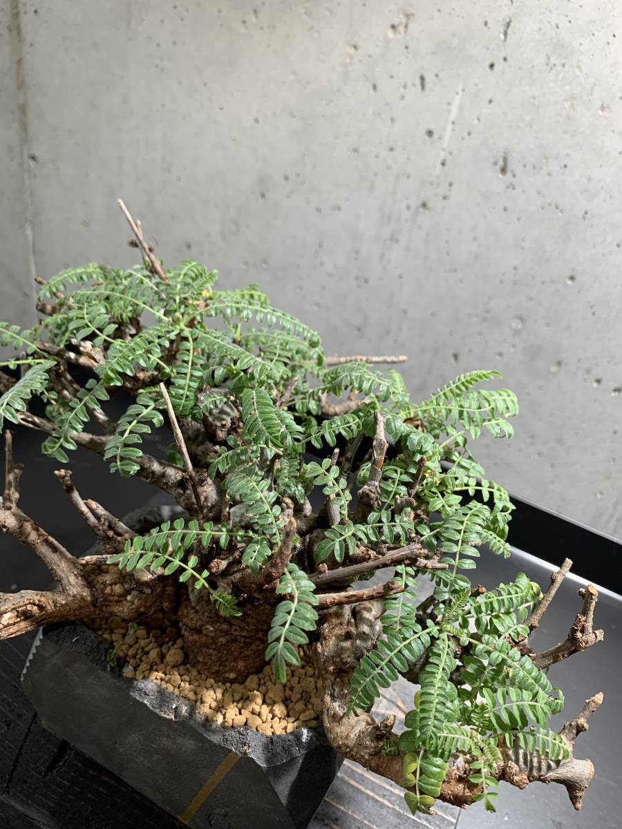 ボスウェリア ネグレクタ×N/OH（ノウ） 盆栽仕立て 現地球 発根済み  