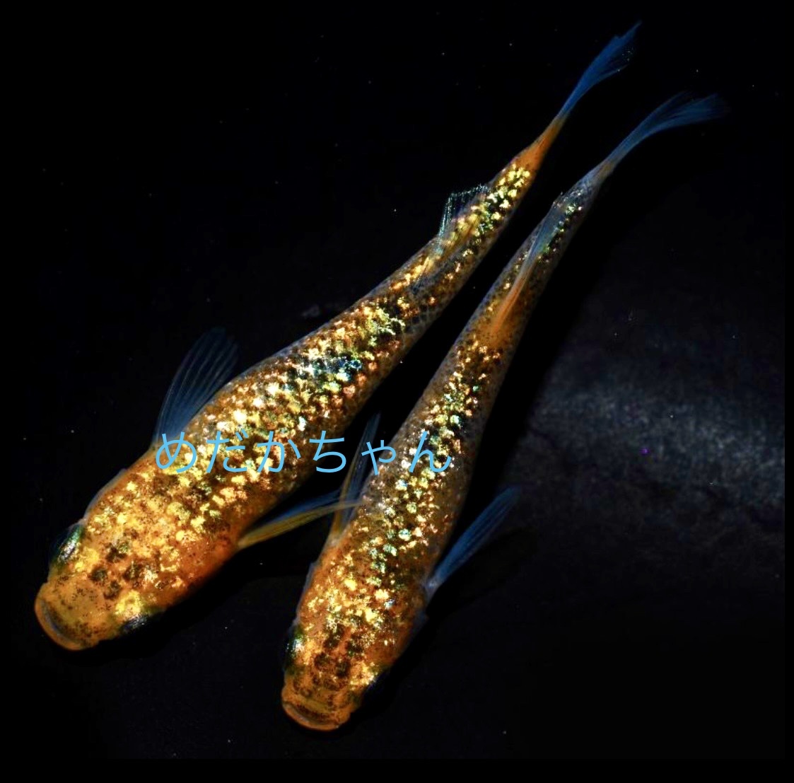 新作入荷，新作 めだかちゃん 久遠七星 有精卵10個+&alpha;(魚類、水生生物)｜売買されたオークション情報、yahooの商品情報をアーカイブ公開 - オークファン その他