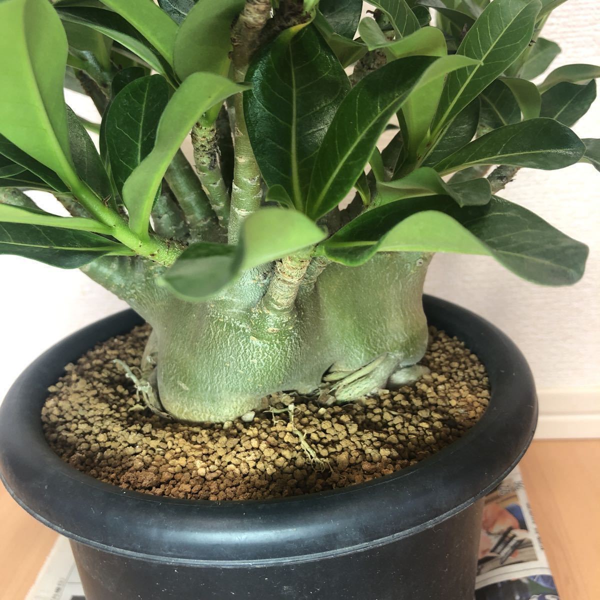 アデニウム ドワーフ v2 ハック 塊根植物 コーデックス