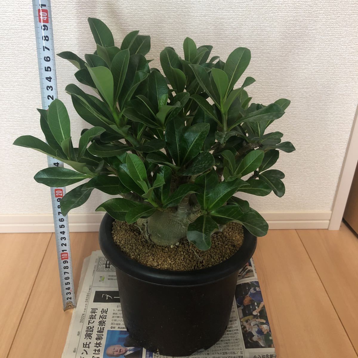 アデニウム ドワーフ v2 ハック 塊根植物 コーデックス
