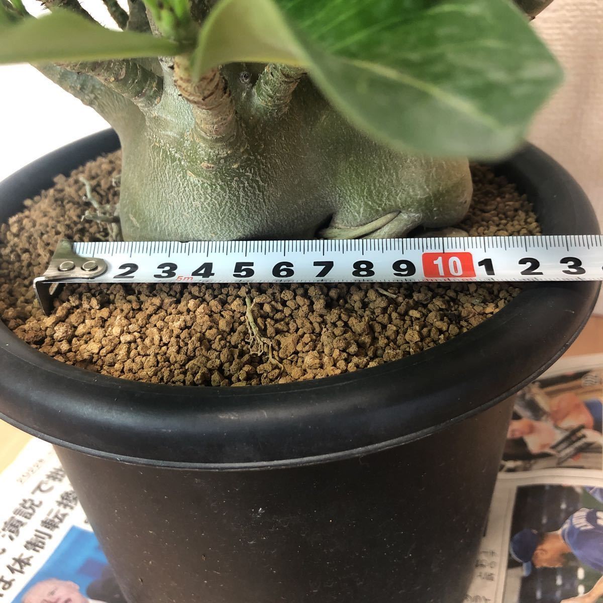 アデニウム ドワーフ v2 ハック 塊根植物 コーデックス