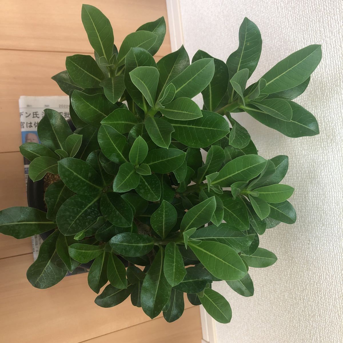 アデニウム ドワーフ v2 ハック 塊根植物 コーデックス