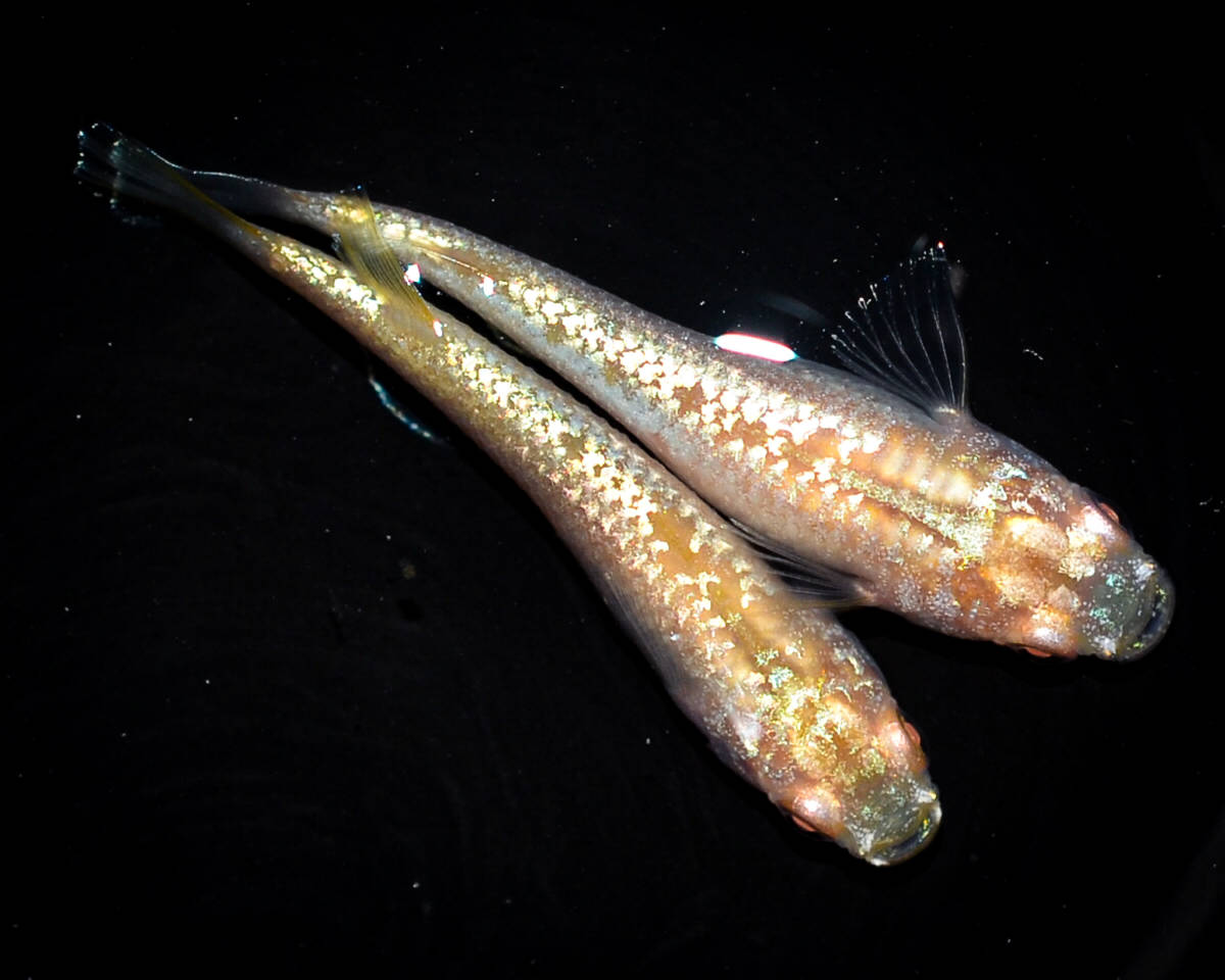 ikahoff 三色ラメ 若魚（2024年産まれ） オス2 メス2(現物出品) Y