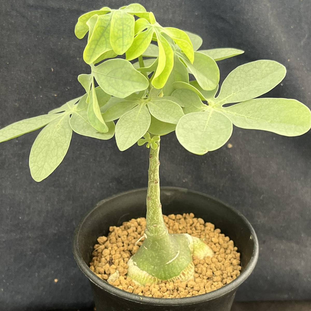 Adenia glauca BASE by powered ーサボテン・多肉植物のお店ー MARU 
