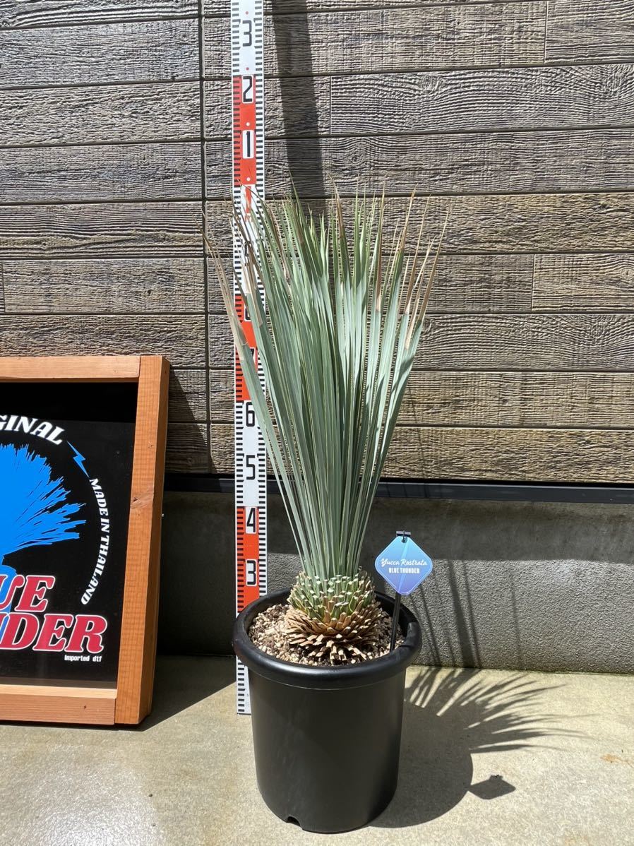 ユッカ リネアリフォリア レア Yucca 厳選 リネアリフォリア（Yucca 太