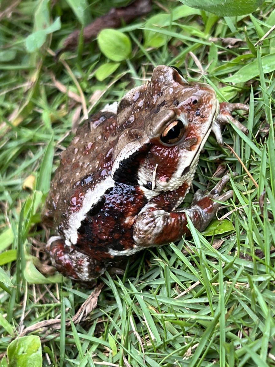 ヒキガエルの値段と価格推移は 491件の売買情報を集計したヒキガエルの価格や価値の推移データを公開