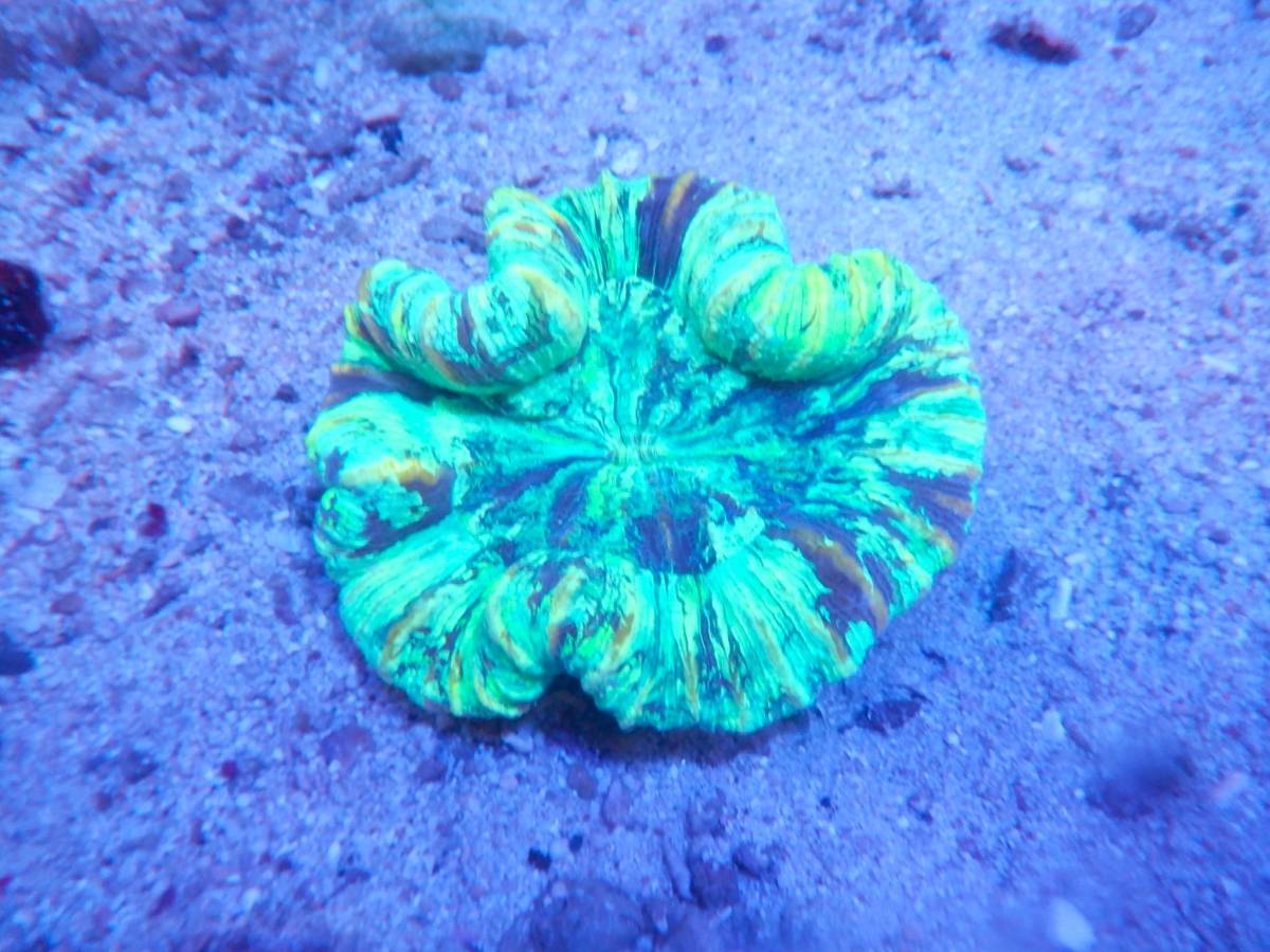 珊瑚 rreaモスコーブルーグッピー 5匹(オス3×メス2)】 生後3ヶ月前後の若魚