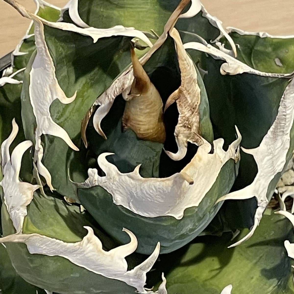 【子株A】アガベ チタノタ 南アフリカダイヤモンド agave titanota FO76 SAD_2