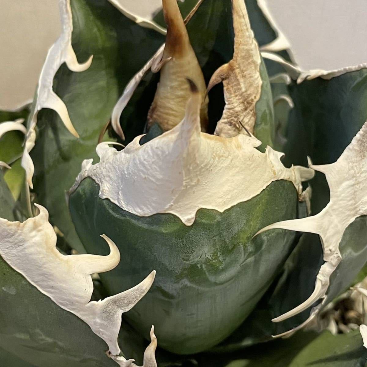 【子株A】アガベ チタノタ 南アフリカダイヤモンド agave titanota FO76 SAD_4