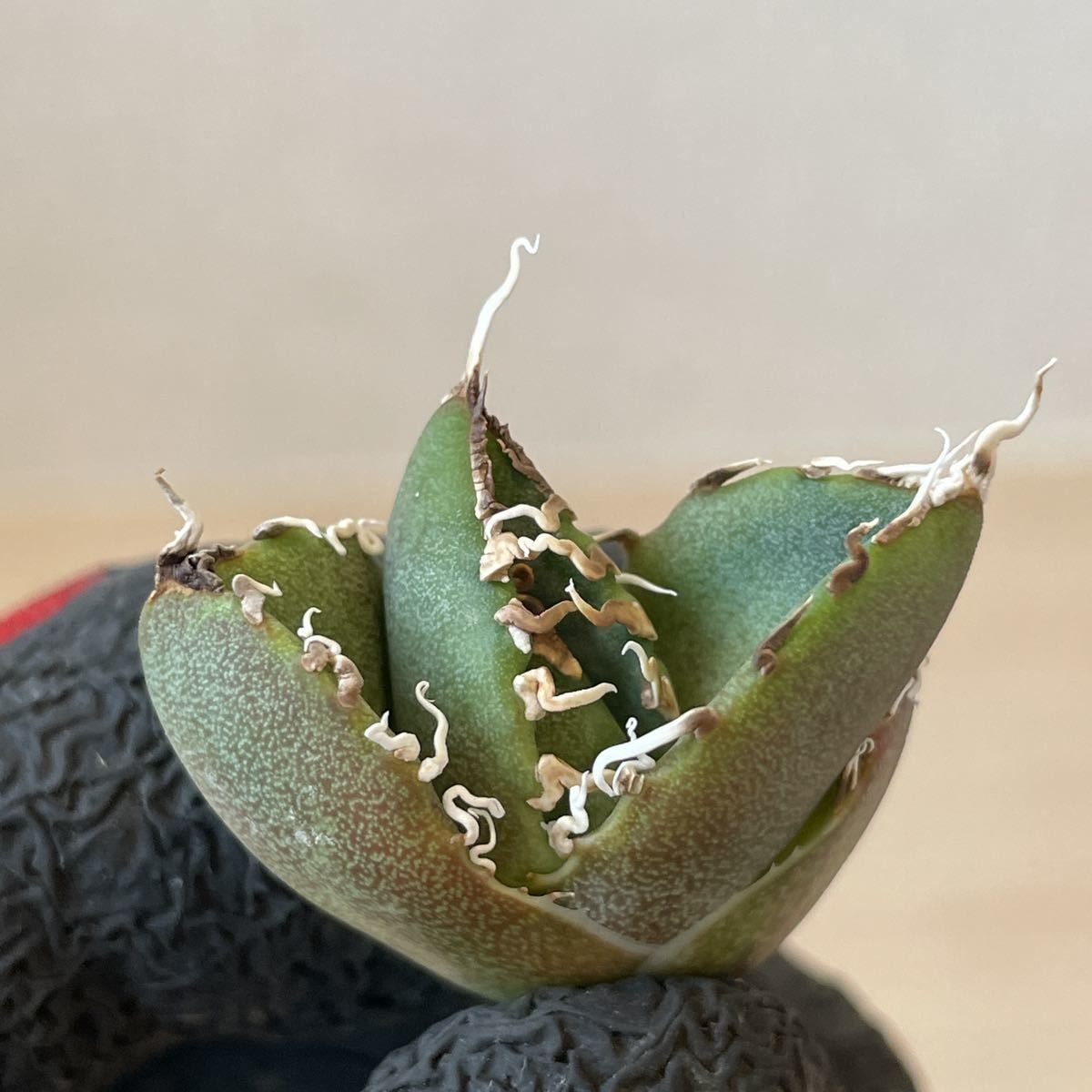 【子株A】アガベ チタノタ 南アフリカダイヤモンド agave titanota FO76 SAD_7