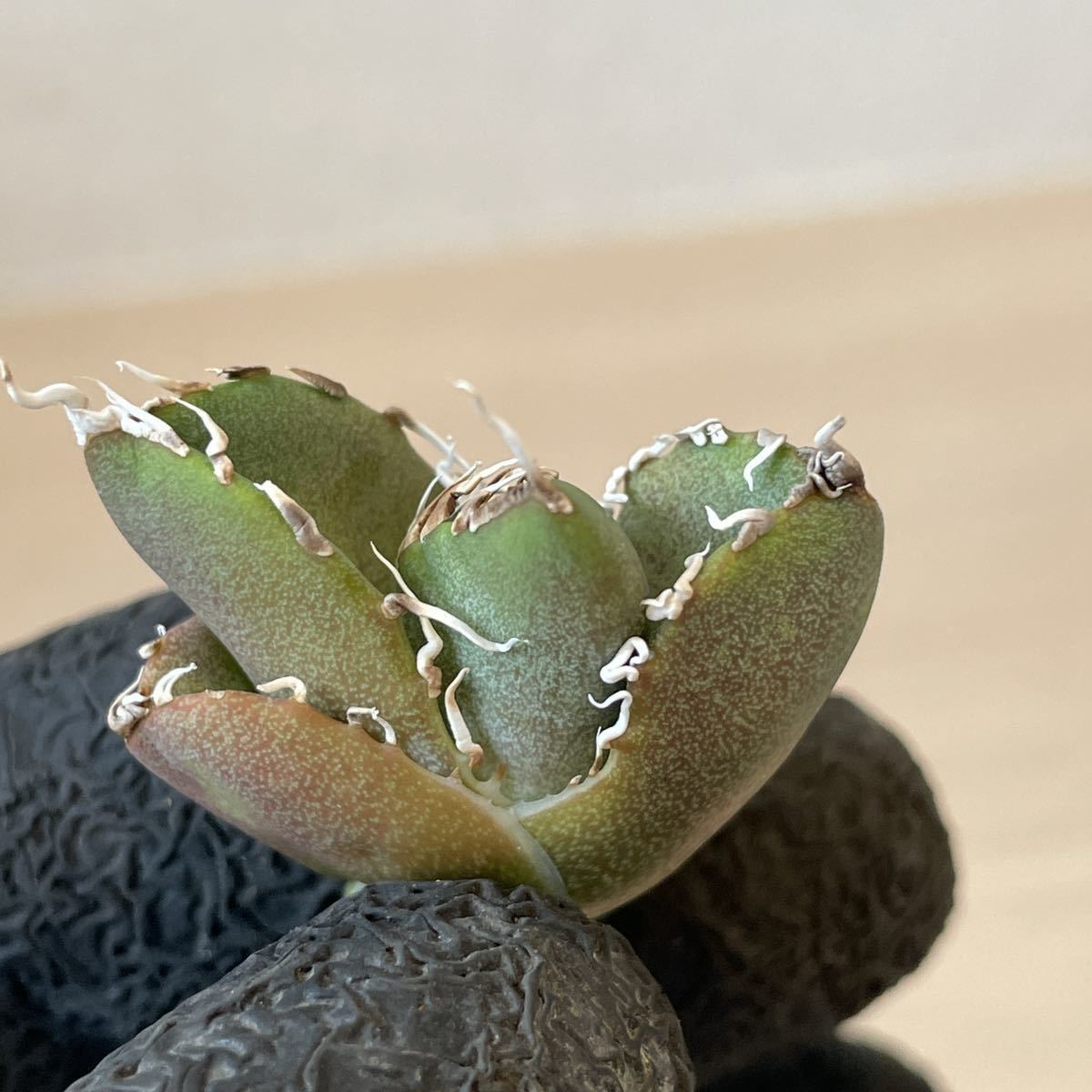 【子株A】アガベ チタノタ 南アフリカダイヤモンド agave titanota FO76 SAD_8