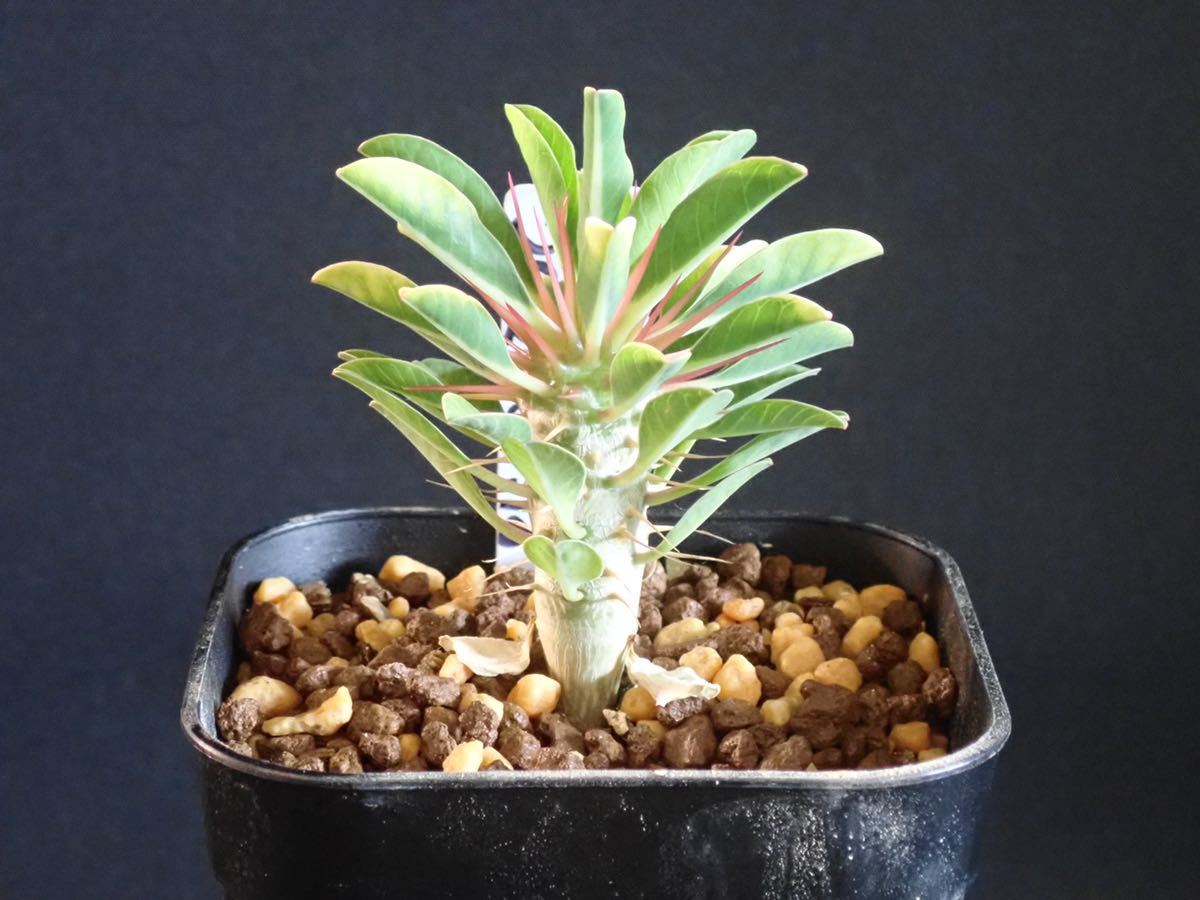 ユーフォルビア ギラウミニアナ Euphorbia guillauminiana 2022/5/18 