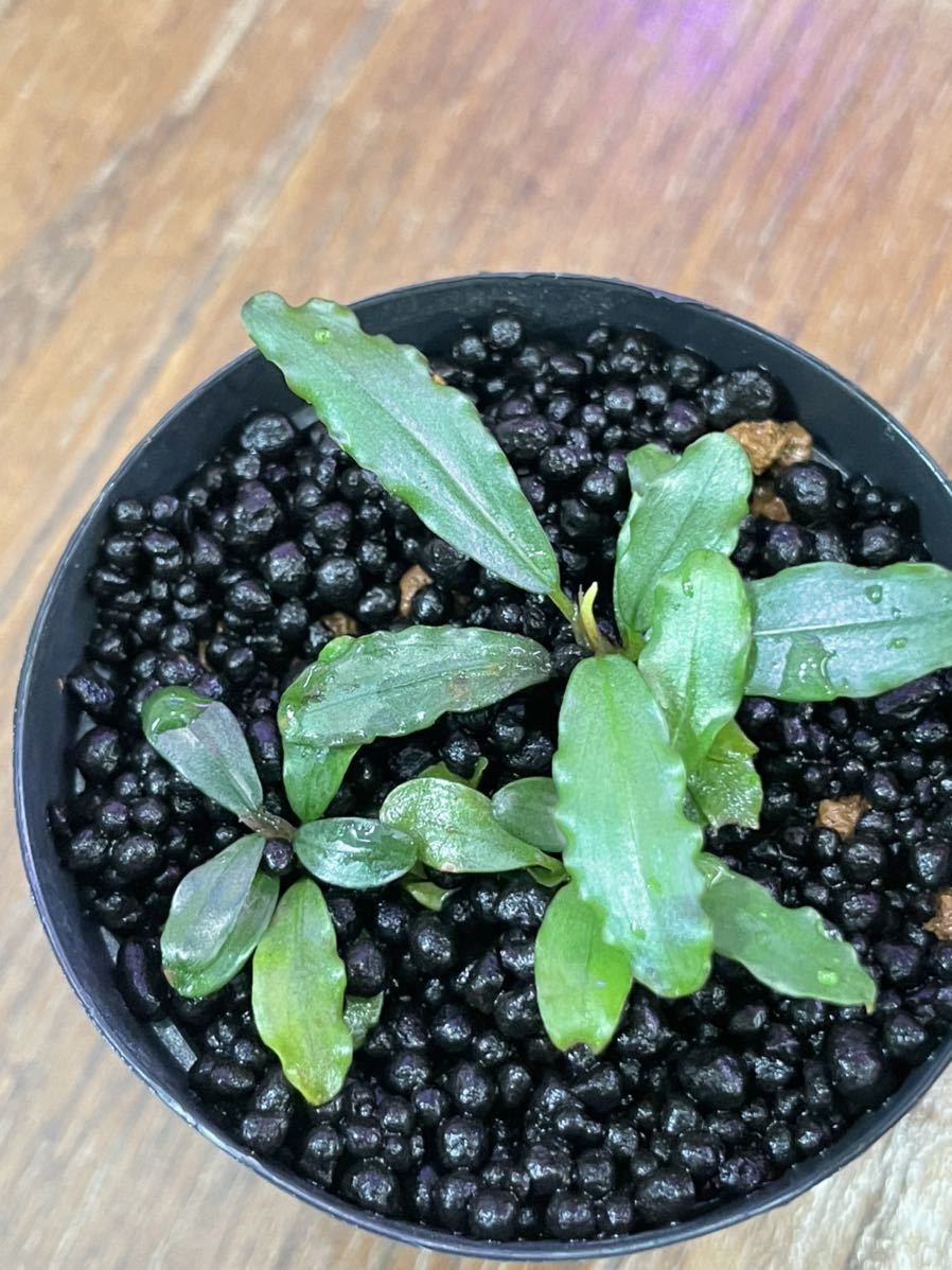 ブセファランドラ Bucephalandra sp Aurora kn便(Bucephalandra ブセファランドラ Bucephalandra sp Aurora kn便(Bucephalandra