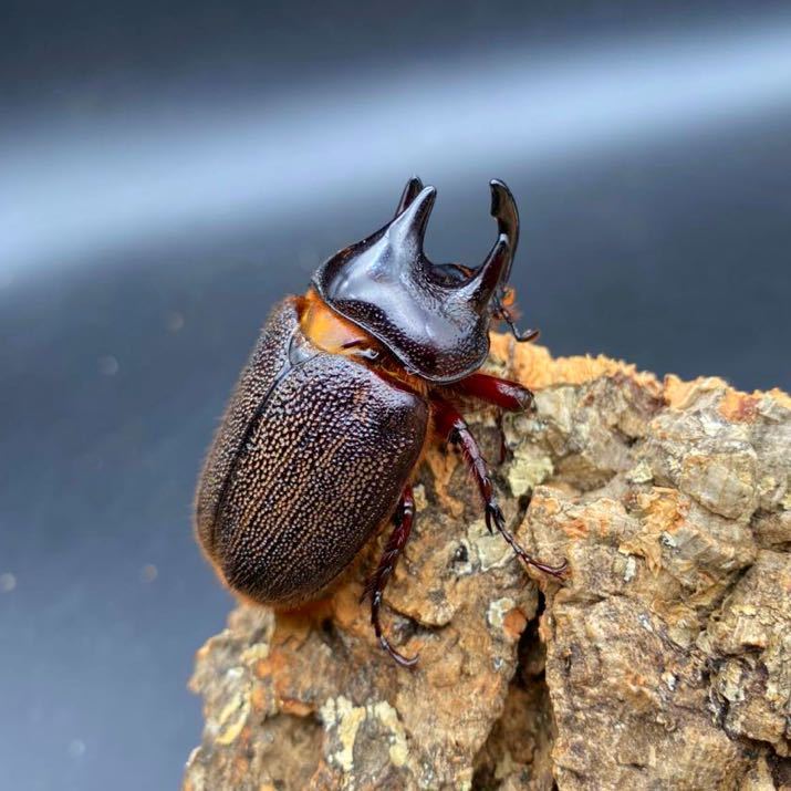 希少種】ムニスゼッチヘラヅノカブト 新成虫ペア ペヘルケヘラヅノ