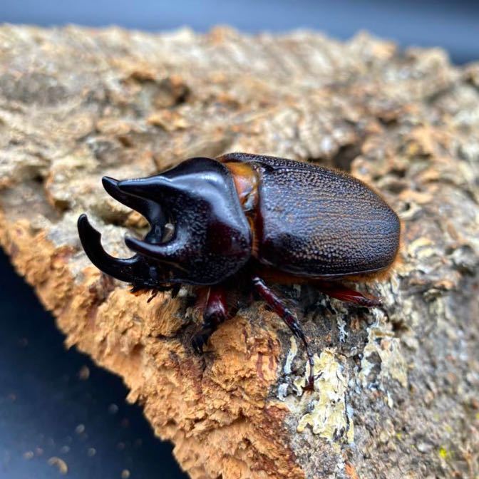 希少種】ムニスゼッチヘラヅノカブト 新成虫ペア ペヘルケヘラヅノ