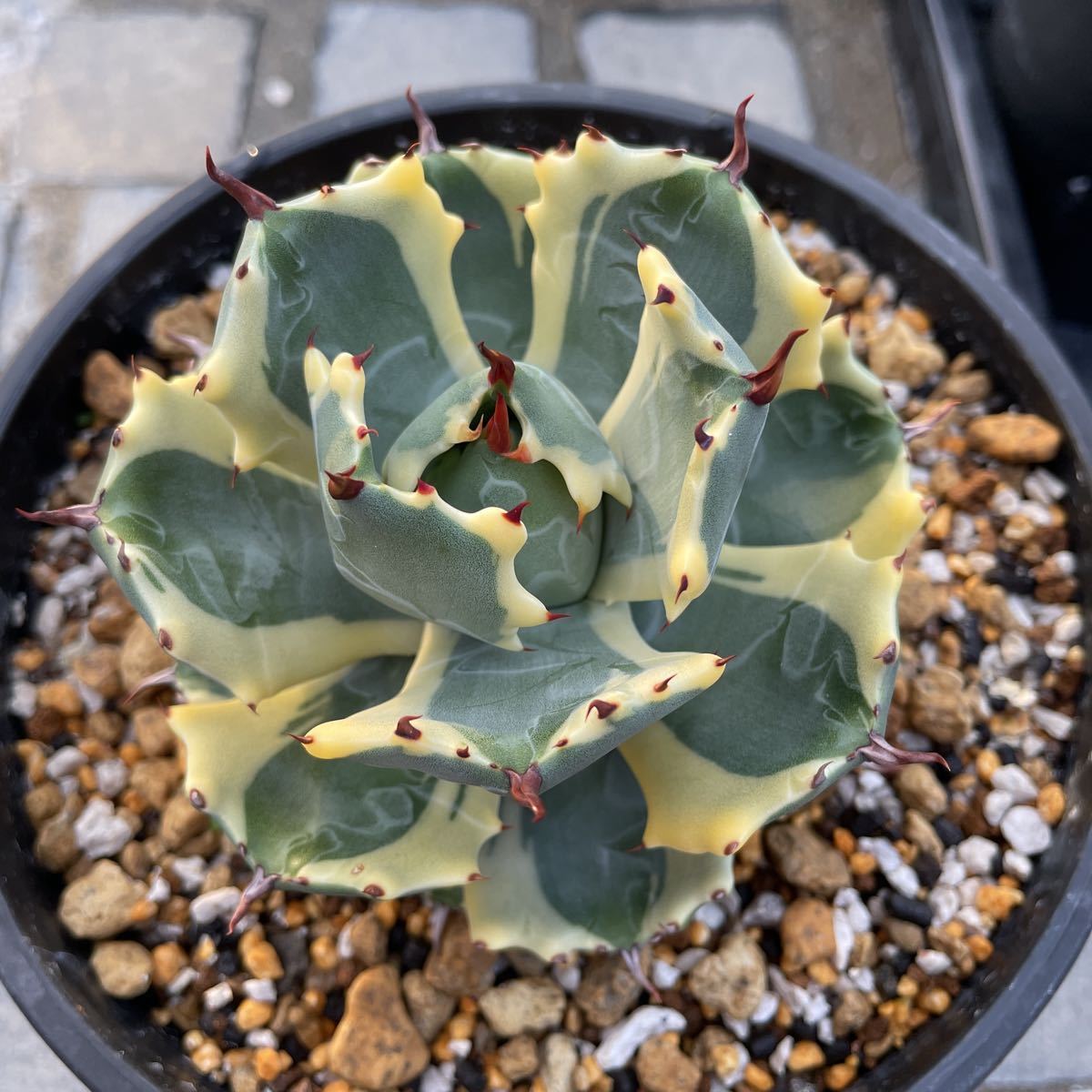 アガベ チタノタ【抜き苗発送】YA-67 Agave Titanota 検索用)丸葉厚
