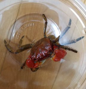 ベンケイガニの値段と価格推移は 29件の売買情報を集計したベンケイガニの価格や価値の推移データを公開